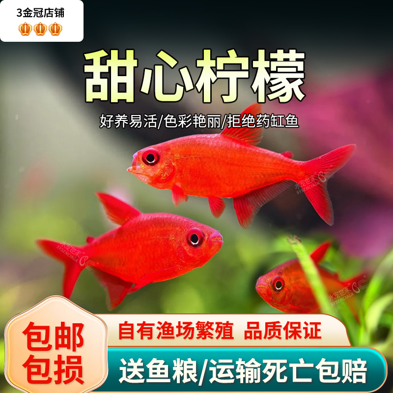 甜心柠檬灯巴西进口稀有鱼红绿灯