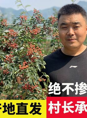 平顺大红袍花椒新花椒500克包邮