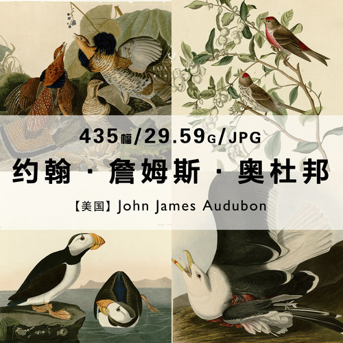 奥杜邦John James Audubon工笔花鸟绘画作品合集高清电子图片素材