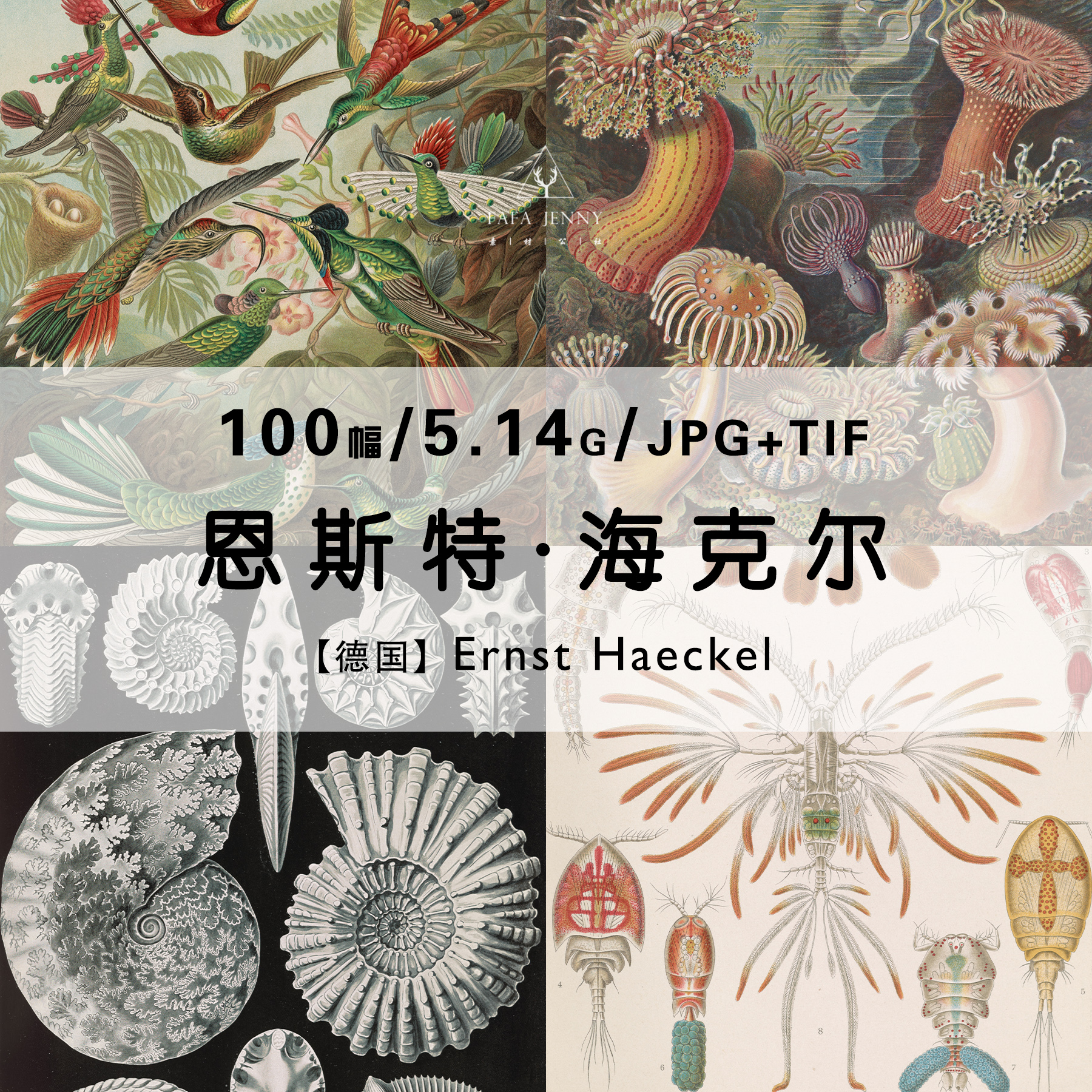 恩斯特海克尔Ernst Haeckel海洋动植物绘画作品集合集电子版图片