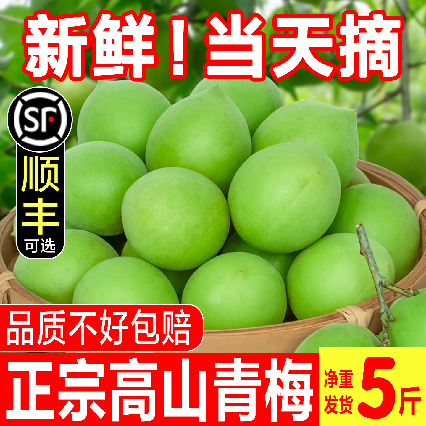 2026新鲜青梅鲜果现摘诏安高山野生泡酒水果青梅露孕妇生酸脆梅子