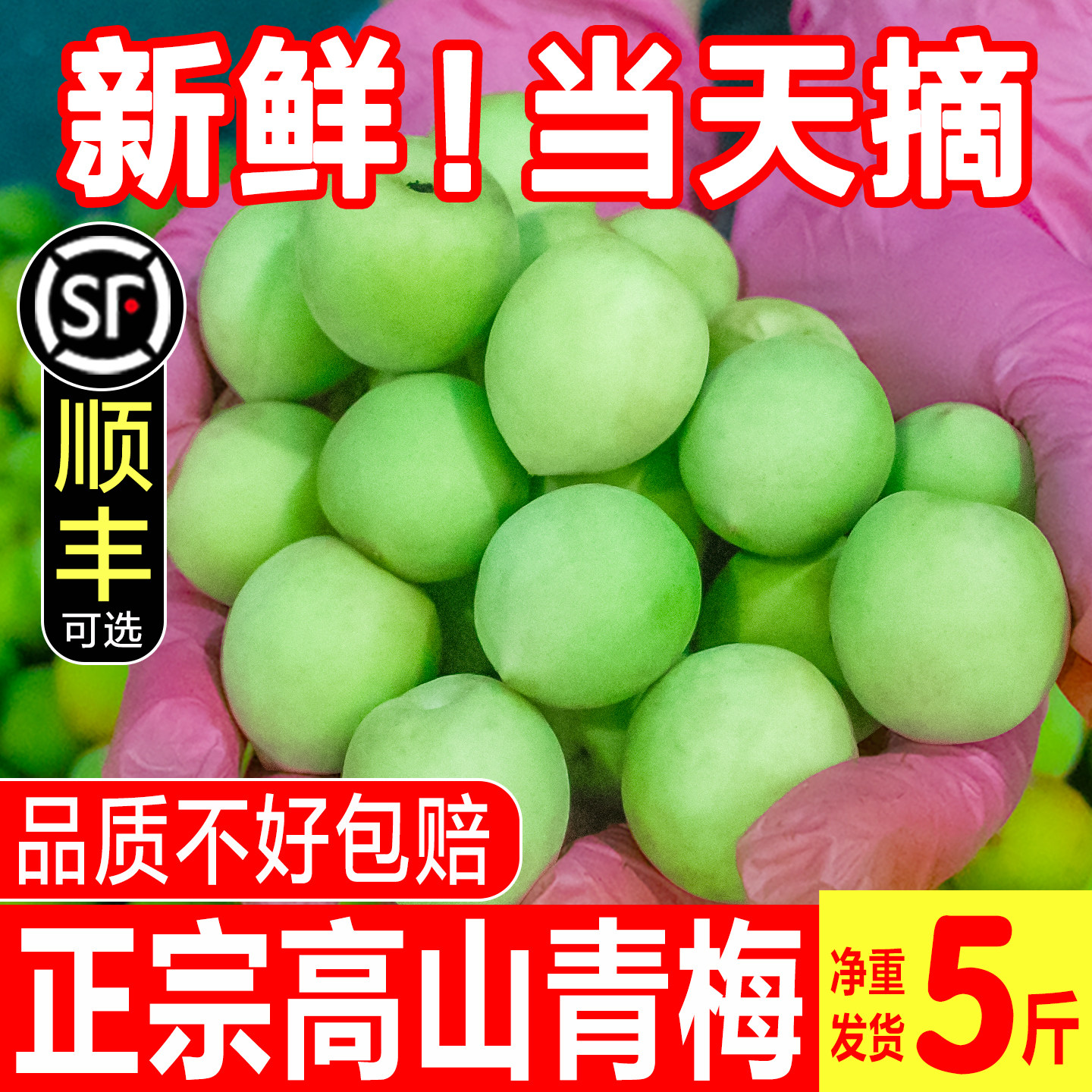 现摘新鲜青梅诏安高山野生酸脆梅子大果泡酒酵素生吃水果孕妇整箱
