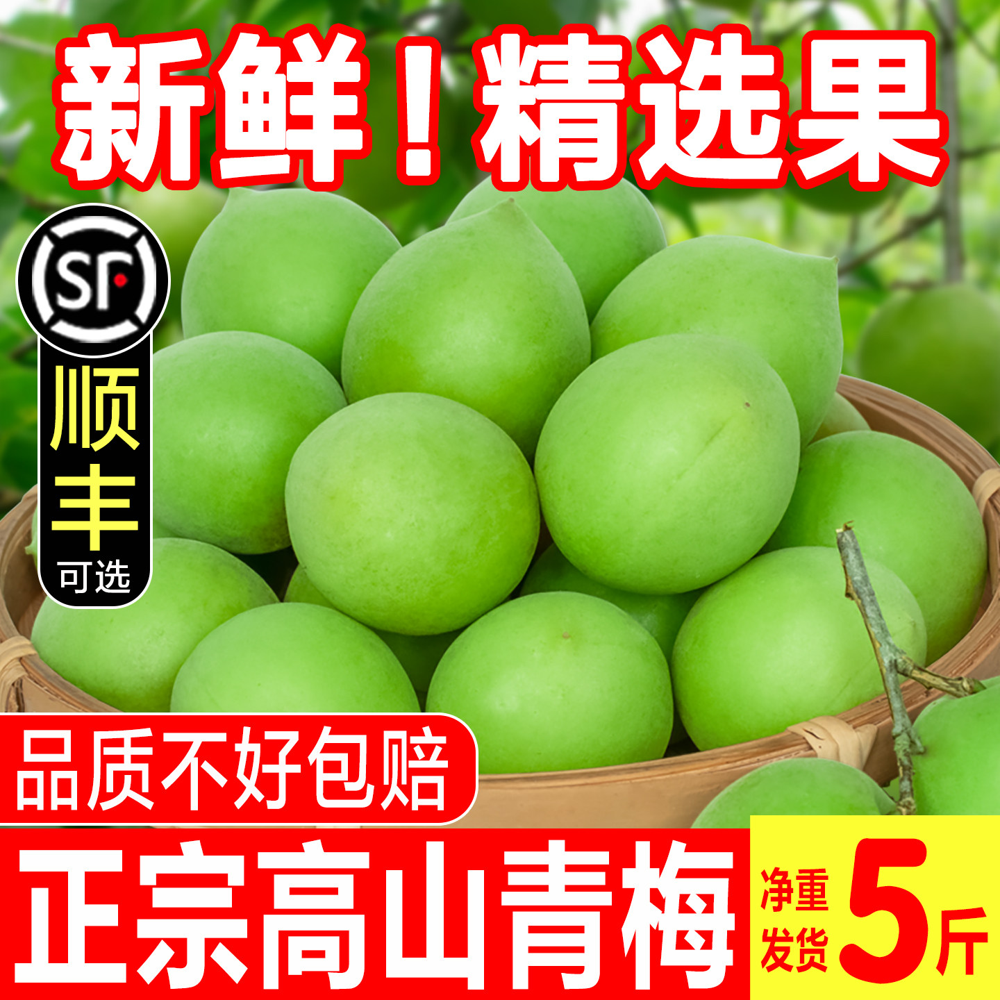 2026新鲜青梅鲜果现摘云南高山野生泡酒水果青梅露孕妇生酸脆梅子