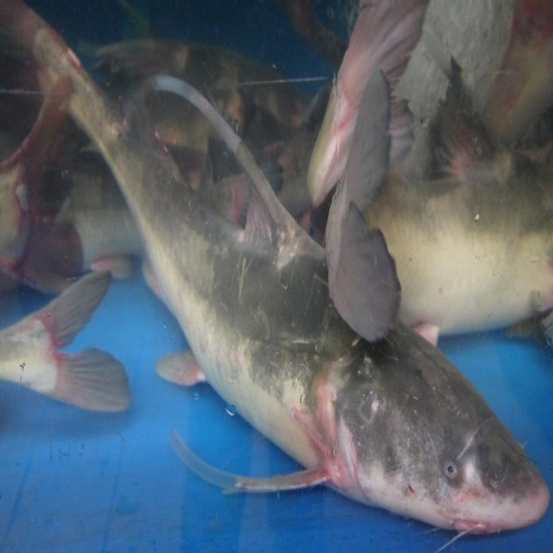 鲜活江团 刁鱼回鱼 2.5斤/条，包收拾,水产肉类/新鲜蔬果/熟食,斑鱼,淘宝优惠券,粉丝福利购,淘宝优惠卷