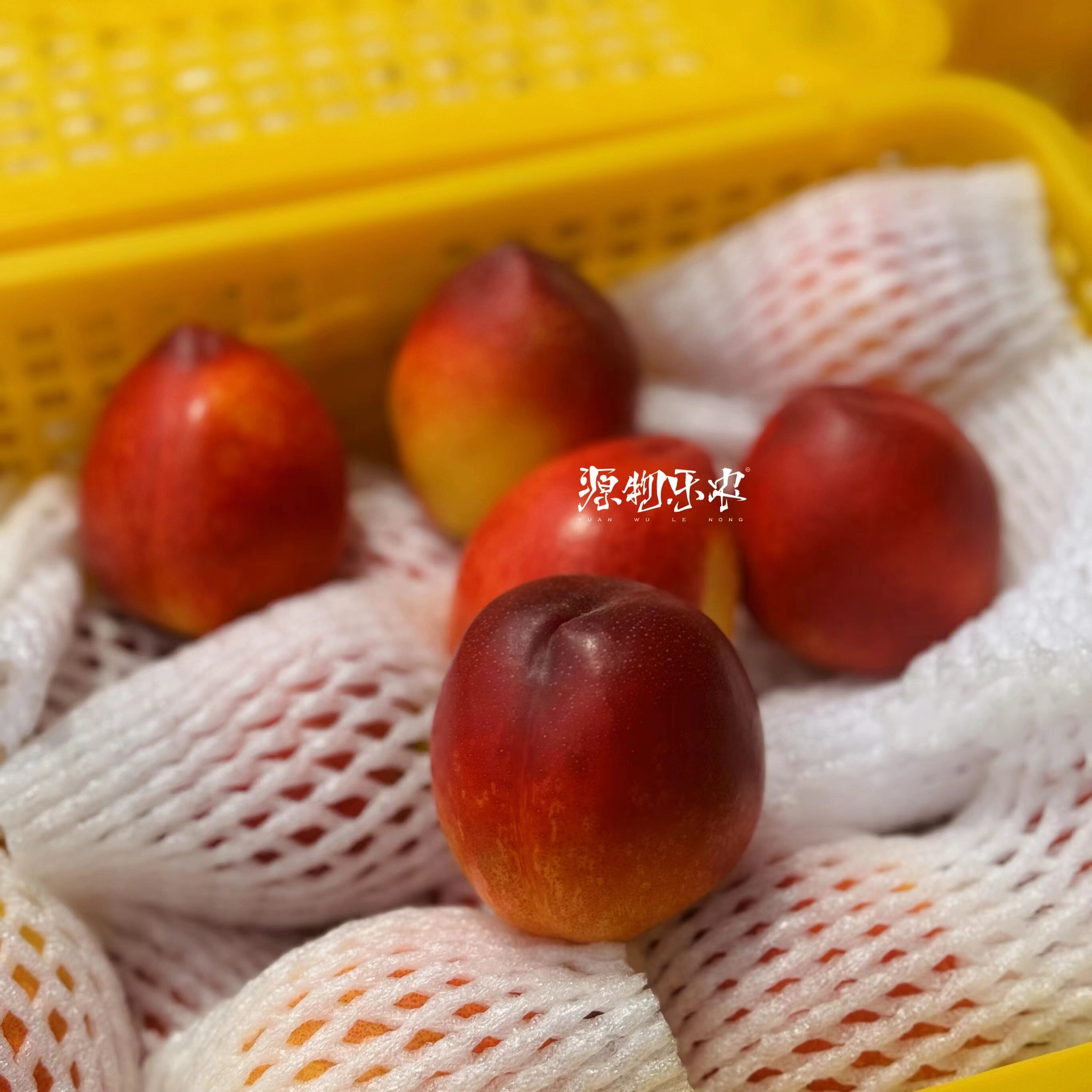 新疆空运芒果油桃 当季新鲜水果  2.5斤/筐