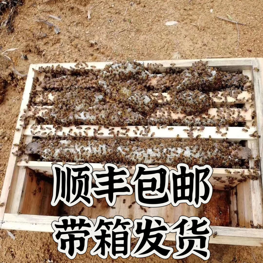 中蜂蜂群带王蜜蜂蜂群养殖带子脾阿坝中蜂带蜂箱中华土蜂出售包邮