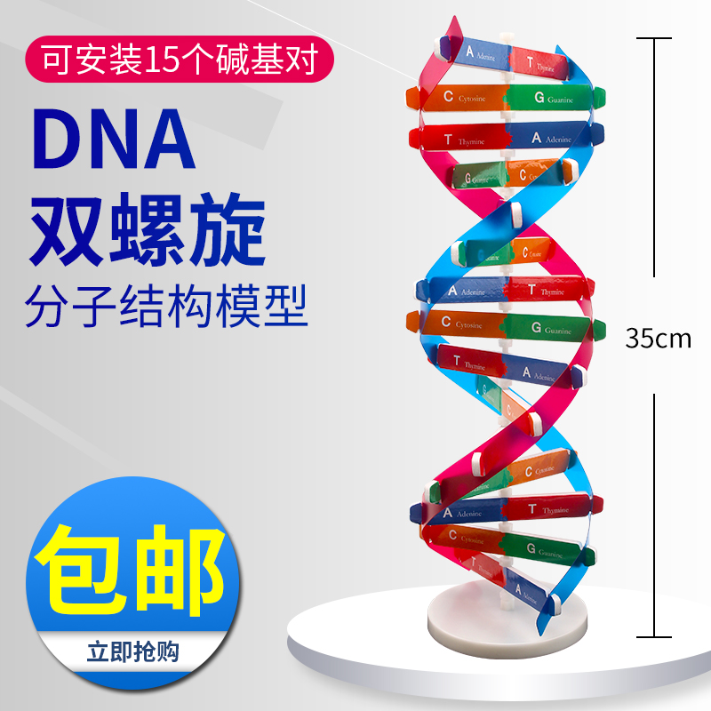 学生用DNA分子双螺旋结构模型