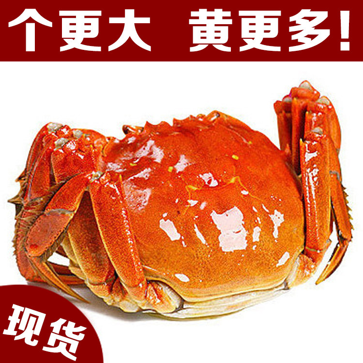 现货大闸蟹母蟹3.0-3.1两鲜活螃蟹海鲜水产苏州大闸蟹活蟹单只