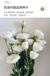 鲜花云南昆明鲜花桔梗花家用纯白混搭办公组合水培