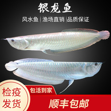 银龙鱼淡水鱼中型大型鱼龙鱼苗鱼缸1