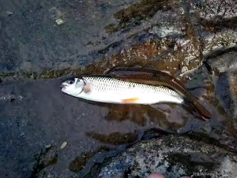 苦花鱼好养易活冷水鱼稀有溪流原生鱼鱼缸中下层中淡水观赏鱼
