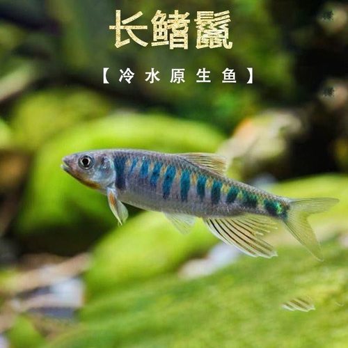 长鳍原生鱼淡水马口高氧溪流