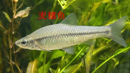 原生麦穗鱼练手好养不用加温