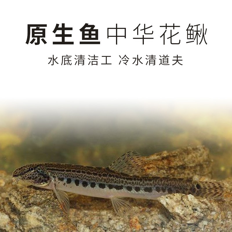 中华沙鳅原生冷水花泥鳅好养耐活底层溪流清道夫鱼鱼缸清理垃圾鱼