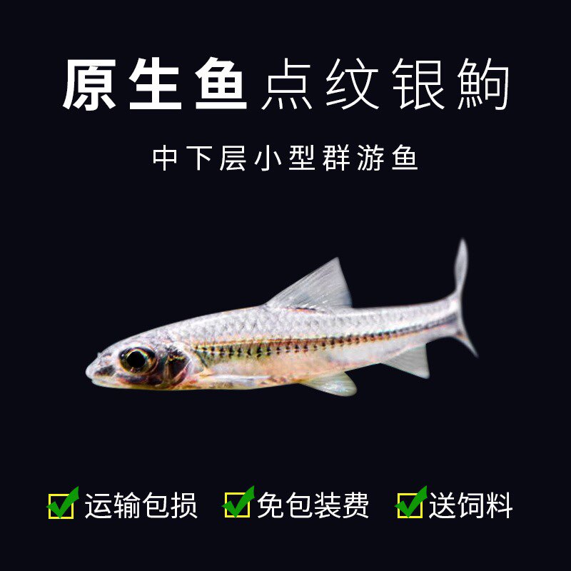 原生冷水鱼好养淡水底栖鱼点纹银鮈鱼群游中下层水族宠物观赏鱼