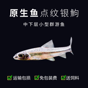 原生冷水鱼好养淡水底栖鱼点纹银鮈鱼群游中下层水族宠物观赏鱼