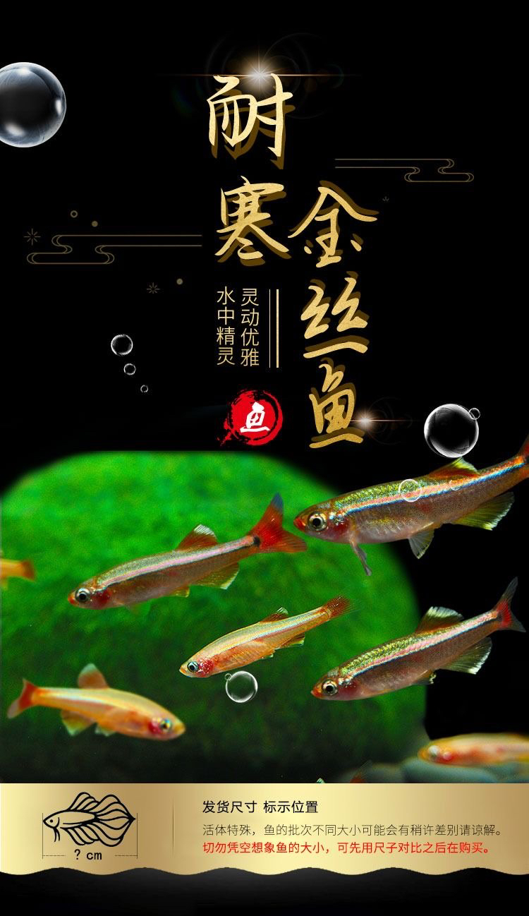 白云金丝鱼原生冷水观赏鱼寒易活小型灯科鱼冷水热水鱼