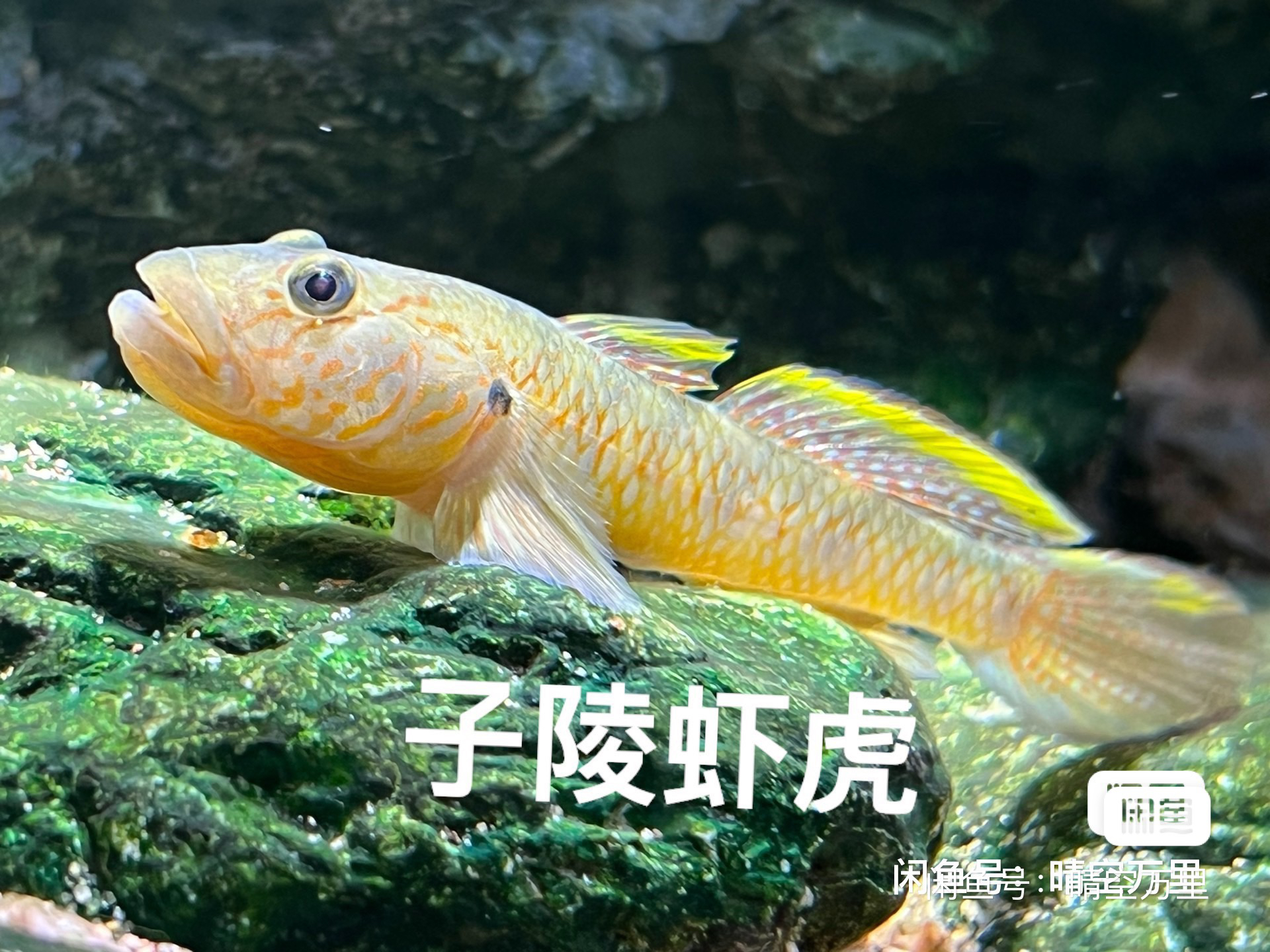 原生虾虎鱼淡水高山野外溪流小型