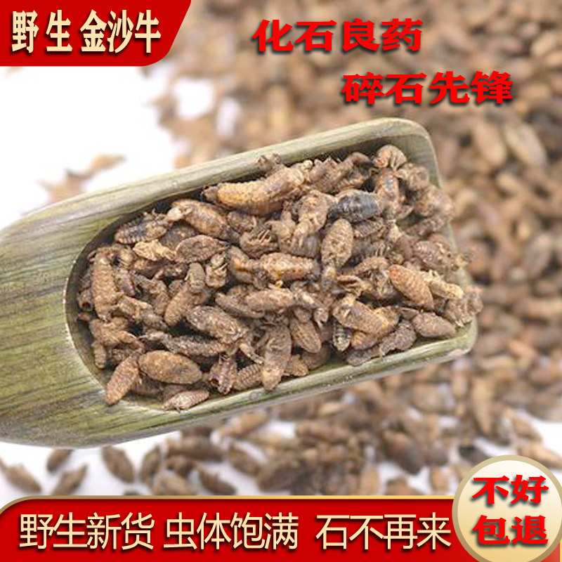 广西中药材金沙牛10克新货无沙蚁狮金砂牛地牯牛砂牛虫干品金沙牛