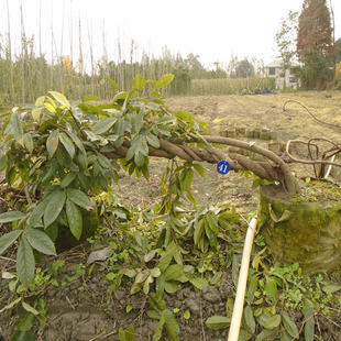 庭院鸡血藤，遮阳油麻藤，四季常绿的爬藤植物