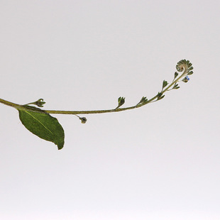 干花干草装饰植物标本勿忘草野生书签diy材料相框台灯压花蜡烛押