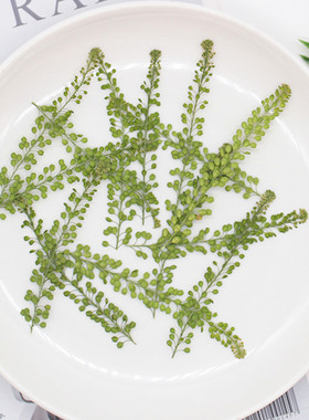 独行菜滴胶手机壳植物标本花瓣妆