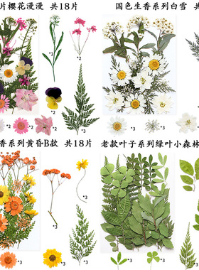 儿童天然压花干花材料包