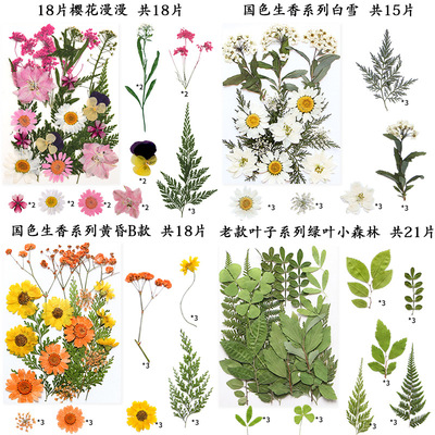 儿童天然压花干花材料包