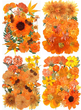 新品橙色森系干花花装饰材料diy材料压花真花植物标本儿童树叶