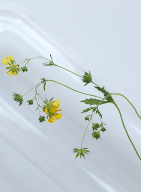 委陵菜花枝植物标本滴胶干花diy