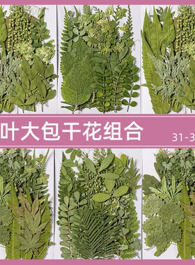 树叶植物标本幼儿园手工贴画干花
