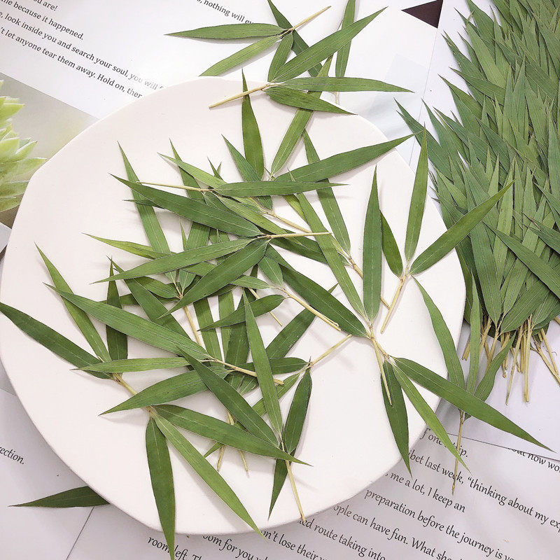 竹叶压 DIY手工滴胶手机壳相框书签贺卡压花材料真树叶植物标本