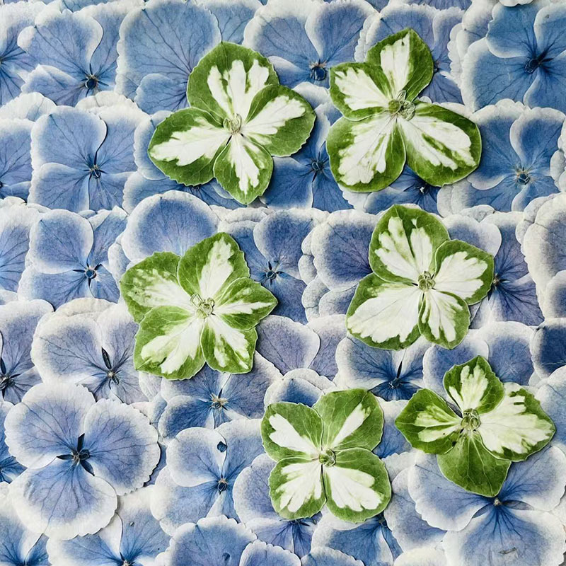 真花植物标本手工压花孔雀绣球花花瓣干花装饰意蓝色绿色四叶花片