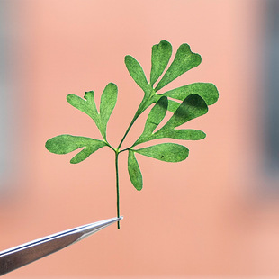 儿童真叶片过塑真花树叶贴画干花压花手机壳云香叶真树叶植物标本