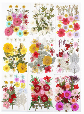 团扇植物干花压花花叶组合包Pressed Flower干花包材料包花瓣装饰