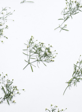 吉普赛满天星枝干花植物标本树叶