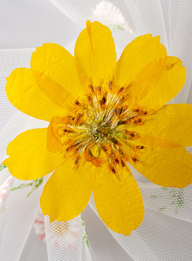 硫华菊标本干花diy材料香薰蜡烛