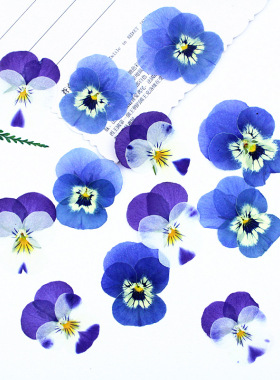 三色堇干花瓣DIY滴胶标本