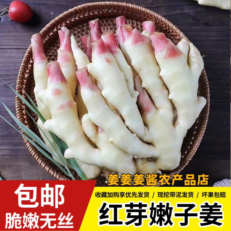 四川农家新鲜蔬菜当季现挖脆嫩无丝大仔姜红芽子姜嫩姜带泥腌制