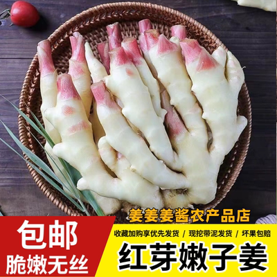 四川农家新鲜蔬菜当季现挖脆嫩无丝大仔姜红芽子姜嫩姜带泥腌制