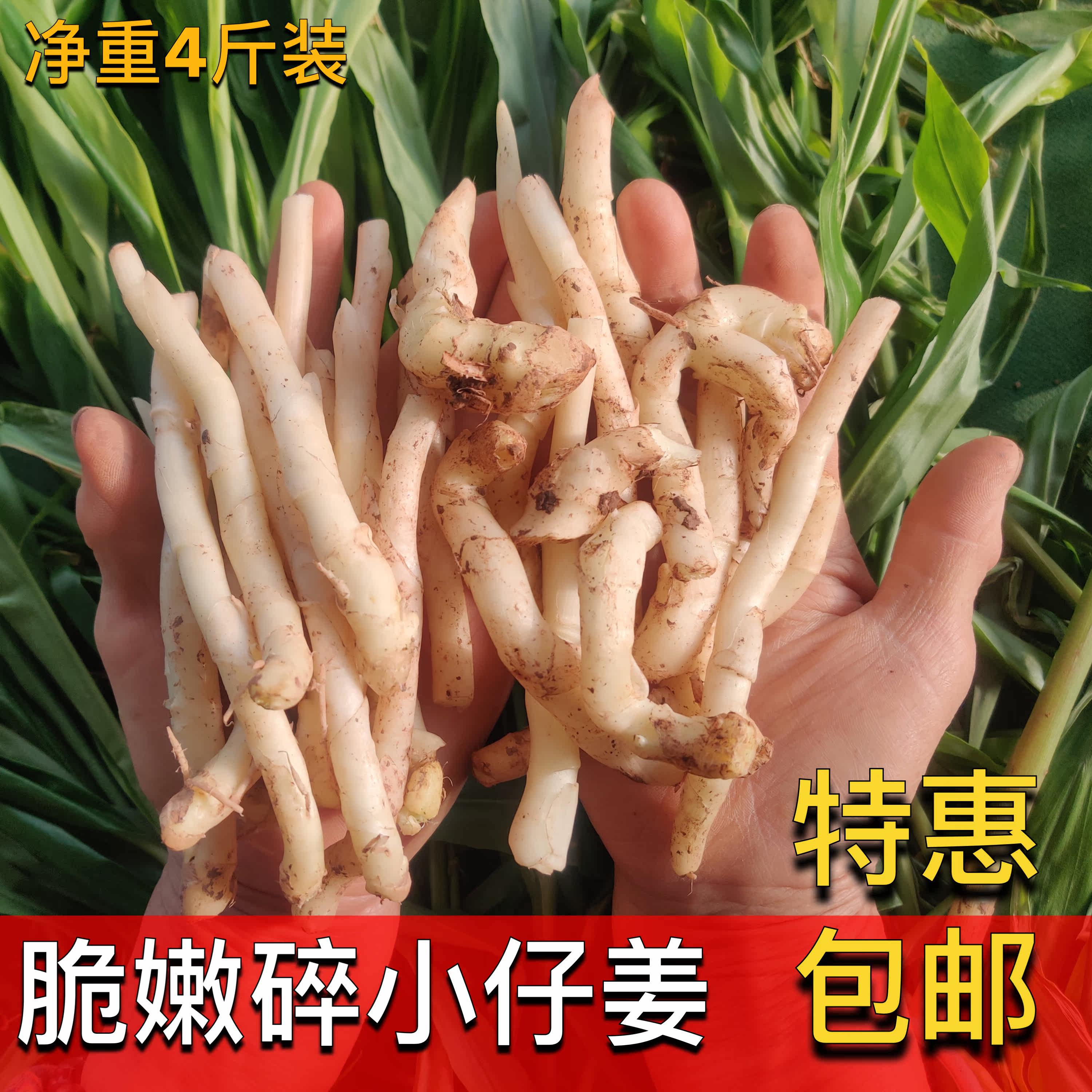 四川新鲜仔姜嫩姜 挑出的断的碎仔姜及小根短根子姜 很小很碎