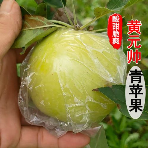 青苹果苹果河南新鲜金帅现摘头茬水果应季孕妇当季酸甜粉面整箱