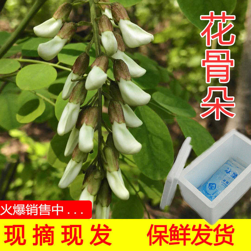 【24小时发货】2026年新鲜野生槐花新鲜槐花杨槐花骨朵野生槐花