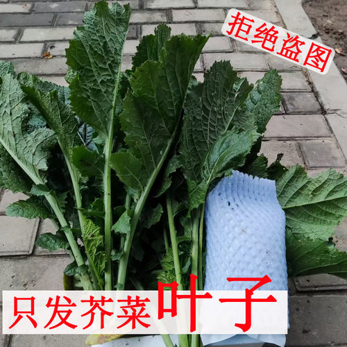 芥菜樱子新鲜芥菜叶子嫩绿非酸菜