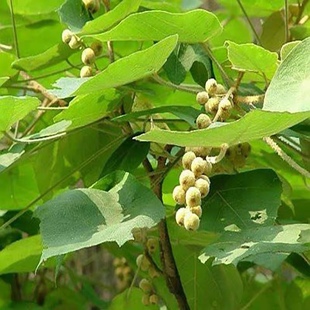 新鲜毛桐 绒毛野桐 黄白尼泊尔野桐 山桐子 臭樟木 全草500g包邮