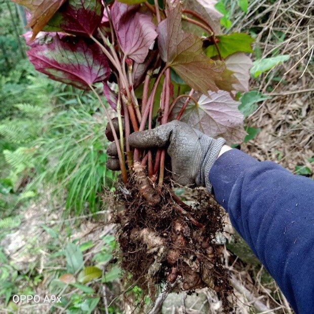 新鲜血蜈蚣 裂叶秋海棠根 野岩红红天葵 石莲红莲红孩儿 纯根500g