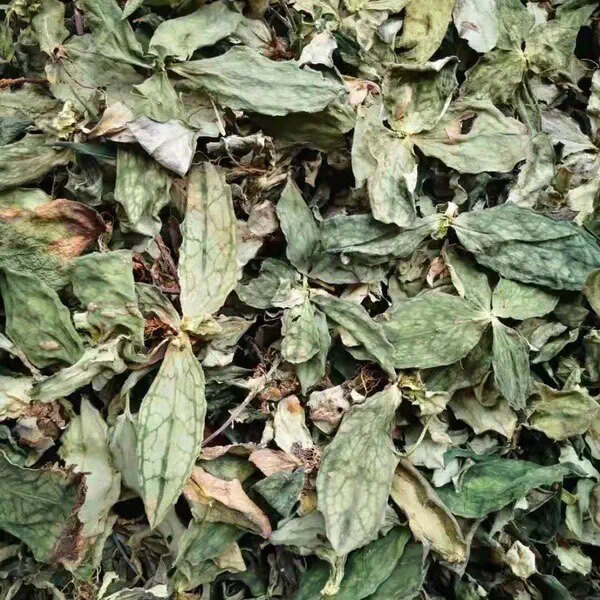 天然大叶肺形草 铁交杯蝴蝶草 金丝蝴蝶 肺型草 西瓜皮 干货50g