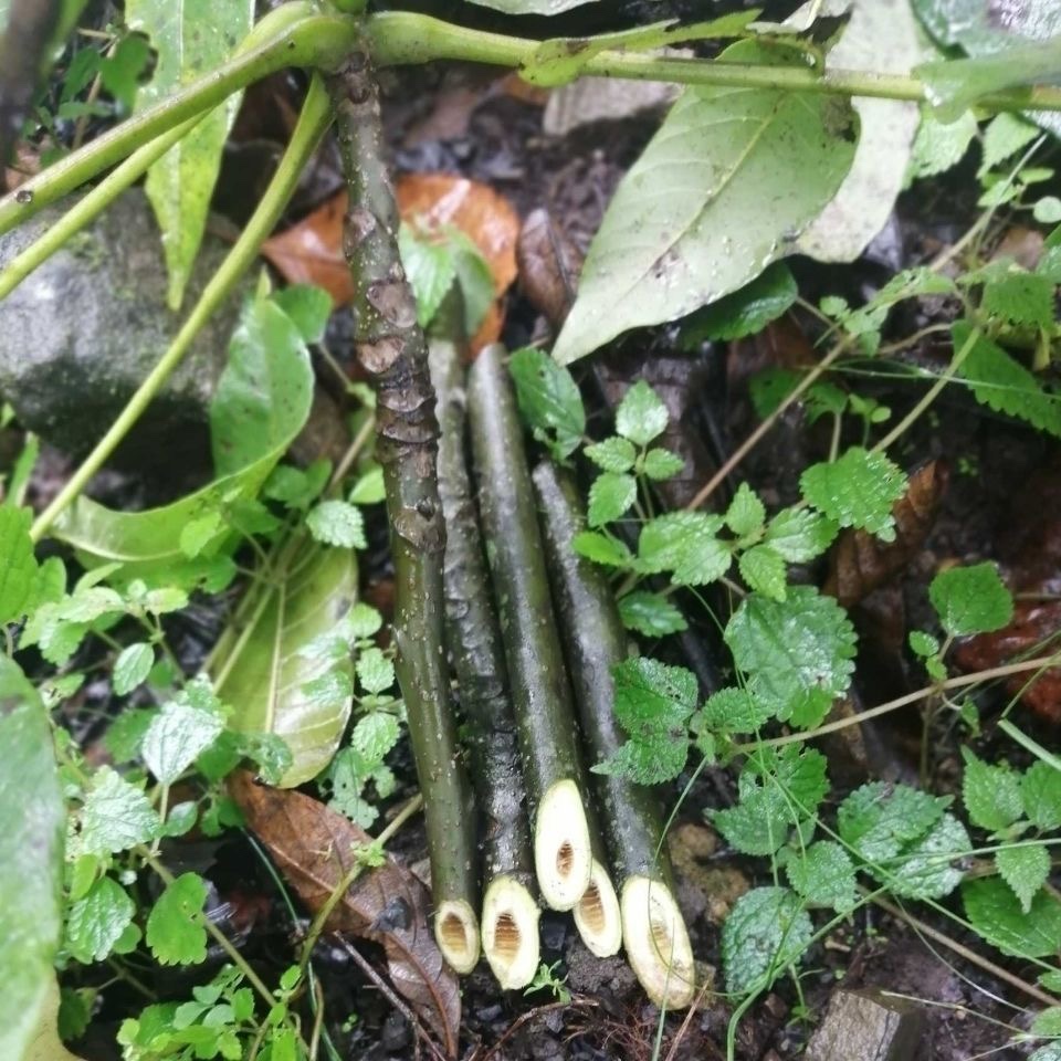 新鲜铁核桃枝 核桃树枝 山核桃枝 切断500g包邮