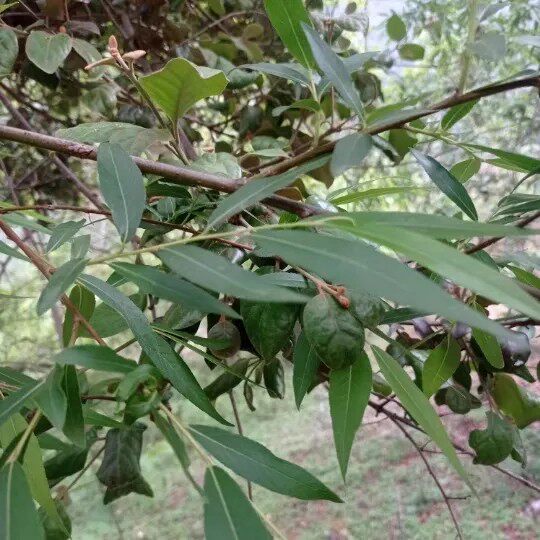 新鲜天然柳树寄生 柳木寄生 柳寄生 柳枝寄生 柳寄生茶 500g包邮