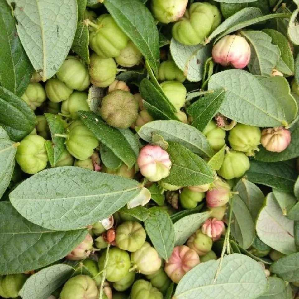 新鲜天然算盘子果实算盘果血巴木野南瓜山桔子八角橘果实干货500g